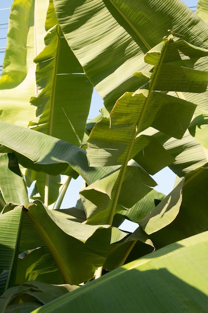 Hojas de plátano verde en la planta de fondo