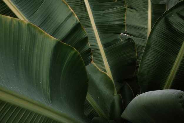 Las hojas de plátano verde de primer plano en el fondo
