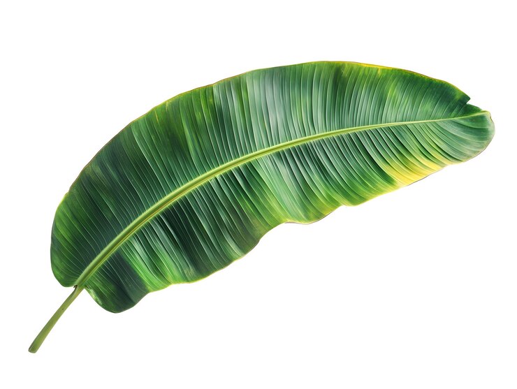 Hojas de plátano verdes frescas sobre un fondo blanco