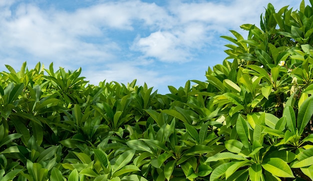 Las hojas de plumeria son proporcionales a la curva del cielo.