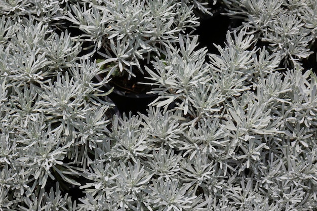 Hojas de primavera brillante en el árbol