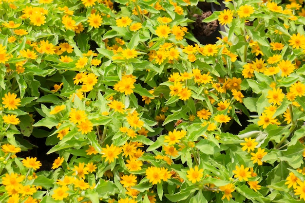 Hojas de primavera brillante en el árbol