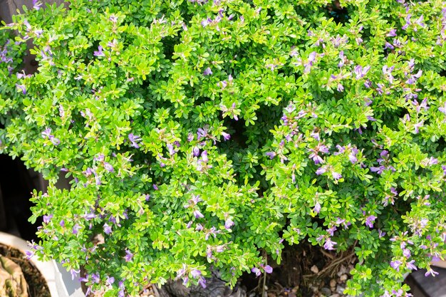 Hojas de primavera brillante en el árbol