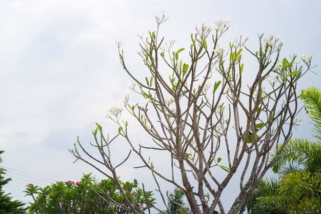 Hojas de primavera brillante en el árbol