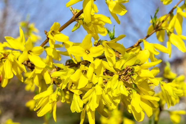 Hojas de primavera y flores florecientes