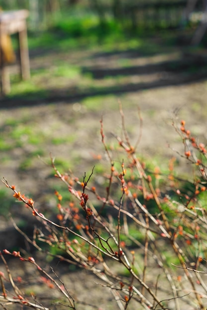 Hojas de primavera joven en un arbusto spirea japonés