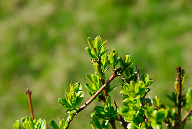 Hojas de primavera jóvenes verdes frescas