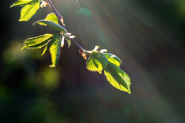 Hojas de primavera que florecen en los arbustos.