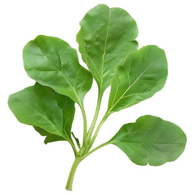 Hojas puntiagudas de verduras de hojas sucias caracterizadas por su G aisladas en blanco BG brote en blanco limpio