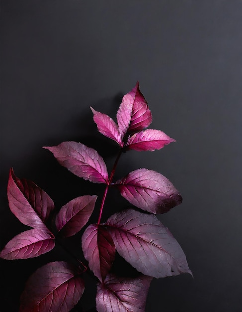 Foto hojas púrpuras con un fondo negro