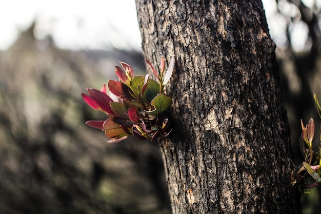 Hojas que crecen de la rama de un árbol