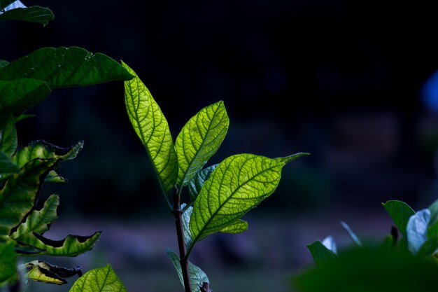 Hojas que reflejan la luz natural del sol durante el día sobre un fondo oscuro