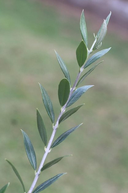 Hojas de una rama de olivo