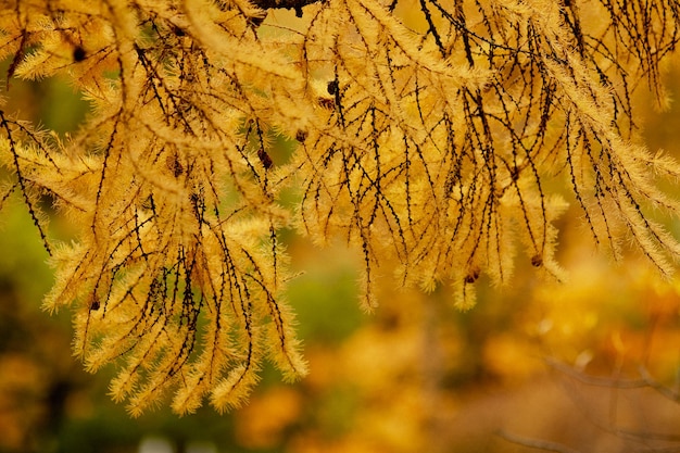 Hojas y ramas amarillas otoñales de cerca Foto de alta calidad