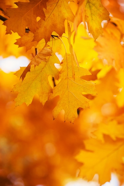 Hojas en las ramas en el bosque de otoño.