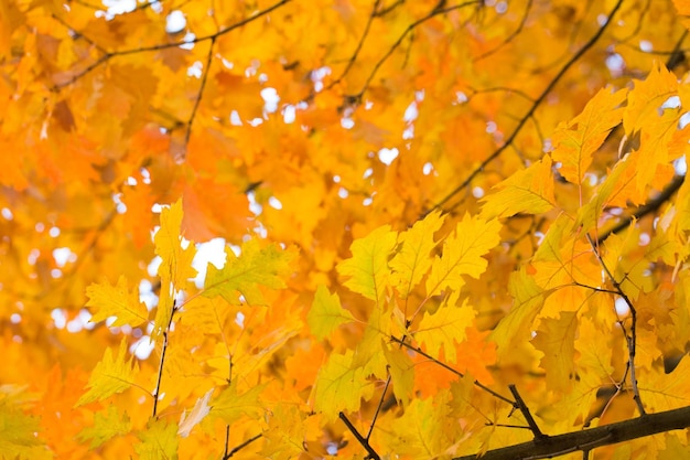 Hojas en las ramas en el bosque de otoño.