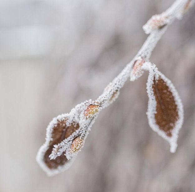 Hojas y ramas cubiertas de hielo congelado