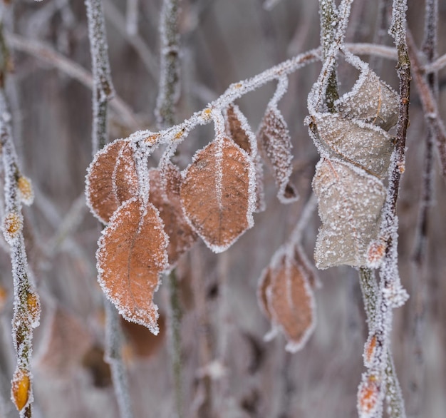 Hojas y ramas cubiertas de hielo congelado