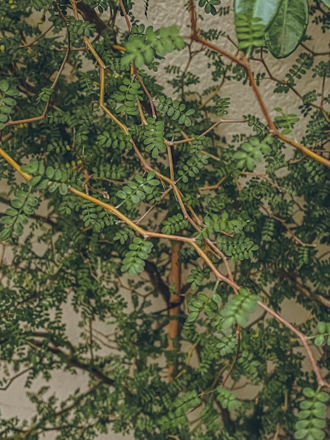 Foto hojas y ramas de una planta de interior en un jardín botánico.