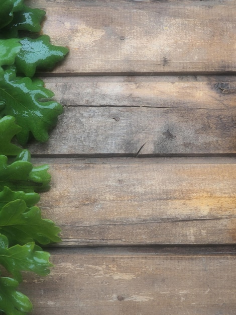 Hojas y ramas de roble mojadas del lado izquierdo Fondo de tablones de madera espacio libre para texto Espacio de copia Tema de ecología primavera economía verde Postal o póster