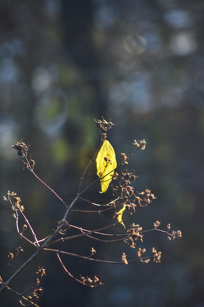 Hojas raras de un árbol en otoño