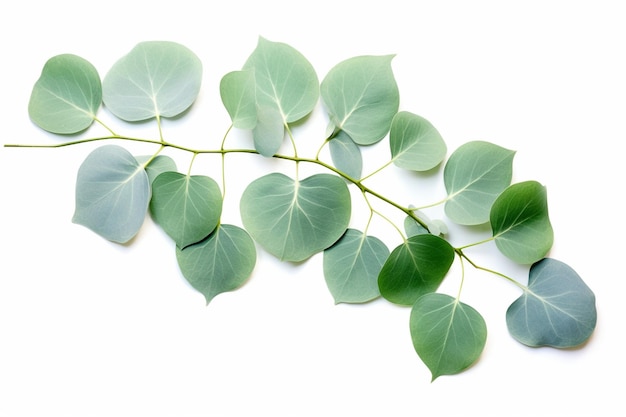 Foto hojas redondas de eucalipto sobre un fondo blanco