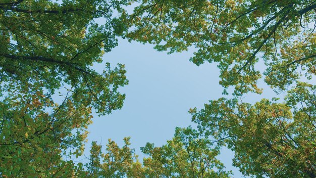 Hojas de roble amarillas en una rama de árbol en otoño hojas de roble verde naranja amarillo que caen de los árboles en