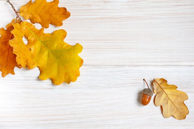 Hojas de roble amarillentas y bellotas sobre fondo de otoño minimalista de mesa de madera blanca clara