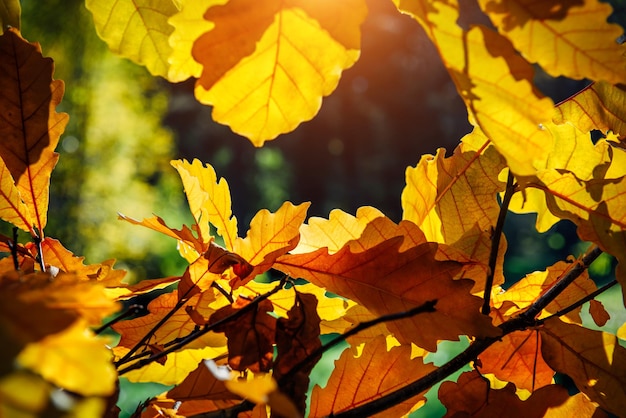 Hojas de roble amarillo a la luz del sol, primer plano. Fondo abstracto de otoño, espacio para copiar.