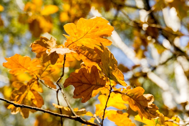 Hojas de roble amarillo