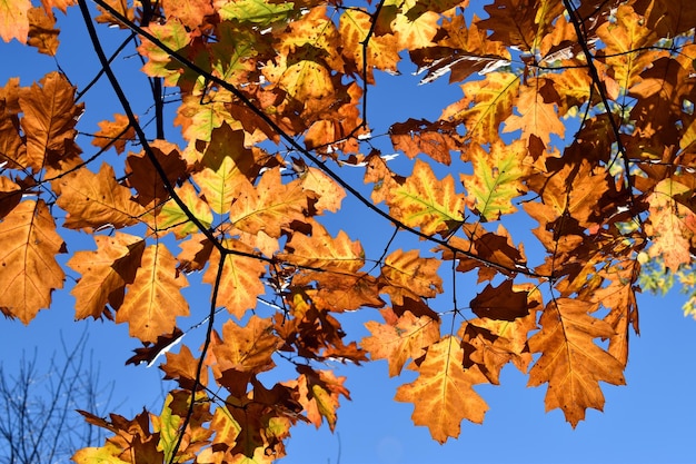 Hojas de roble americano (Quercus rubra) en colores otoñales retroiluminados