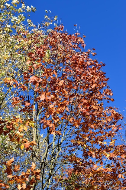 Hojas del roble americano (Quercus rubra) en otoño