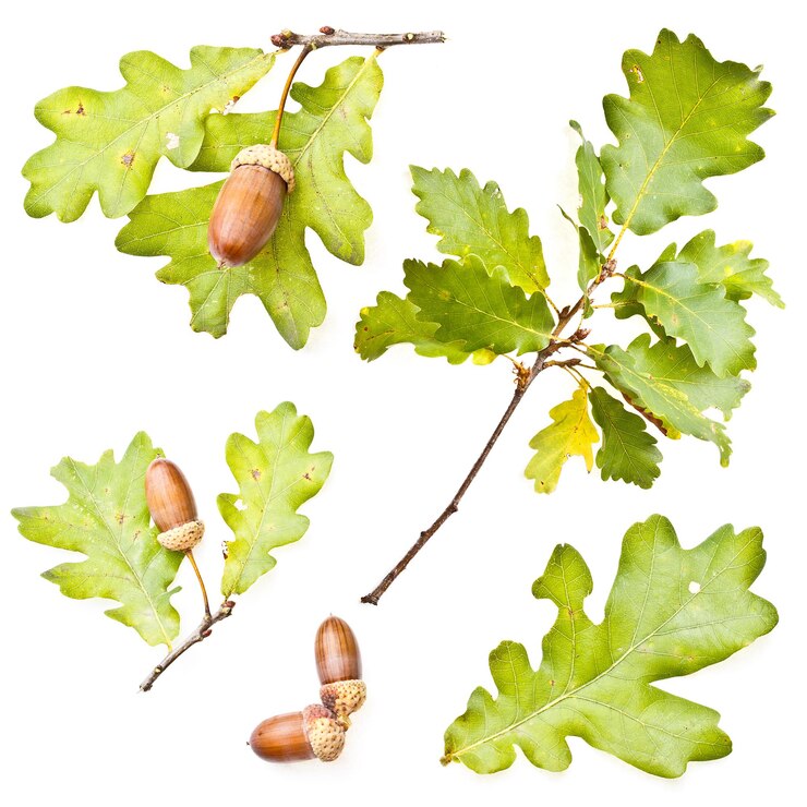 Hojas de roble y bellotas