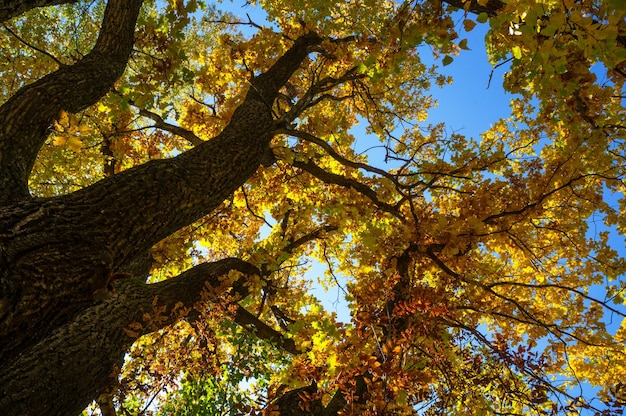 Hojas de roble brillantes de otoño con ramas contra el cielo azul