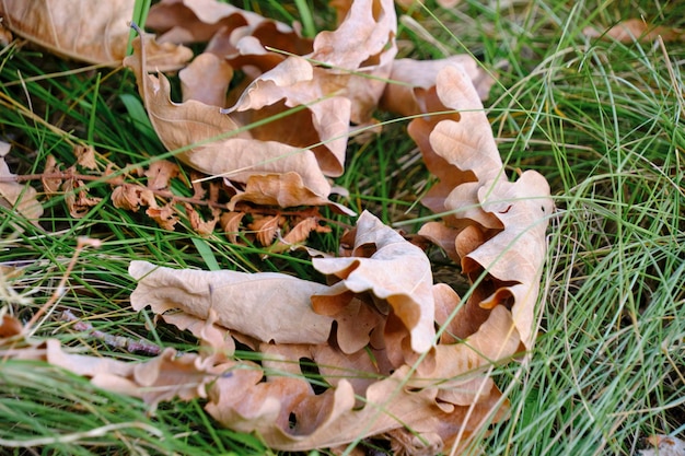 Hojas de roble caídas en otoño de inicio de hierba