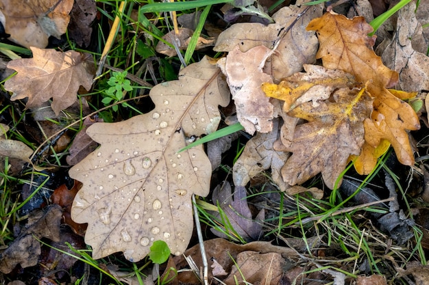 Hojas de roble caídas en el suelo en otoño