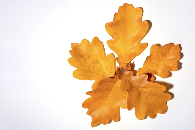 Hojas de roble caído amarillo apiladas en forma de flor sobre un fondo blanco, vista superior, primer plano, espacio de copia.