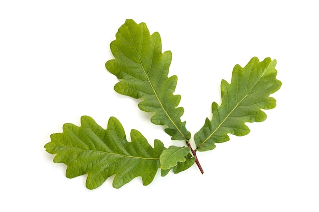 Hojas de roble joven aisladas sobre fondo blanco. Hoja de Quercus