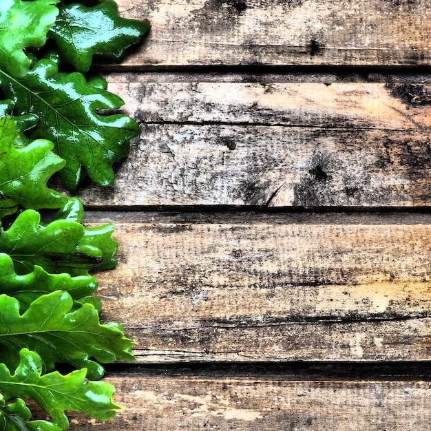 Hojas de roble mojadas y ramas del lado izquierdo Fondo de tablones de madera espacio libre para texto