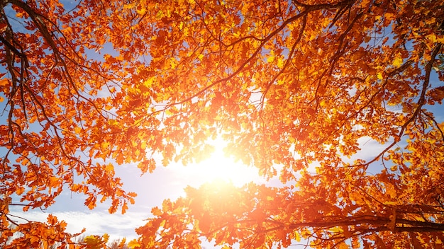 Hojas de roble otoñal en el cielo con sol