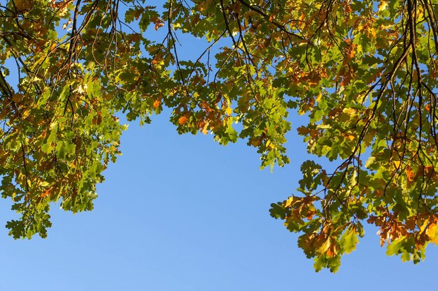 Foto hojas de roble de otoño amarillas y verdes contra un cielo azul