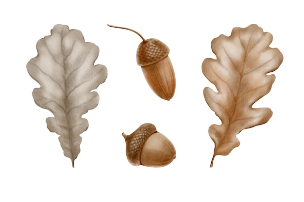 Hojas de roble de otoño con bellotas como símbolo de la disminución de la naturaleza la cosecha de otoño acuarela