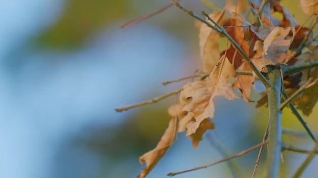 Hojas de roble de otoño brillantes es un nativo de América del Norte fondo de otoño de cerca