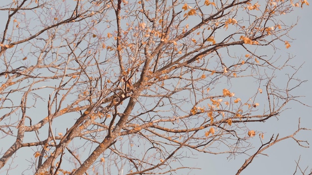 Hojas de roble de otoño en el fondo Hojas amarillas de roble con bellotas en el parque de otoño