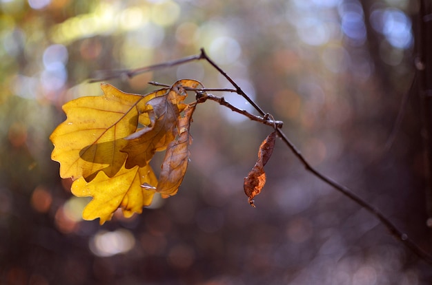 Hojas de roble de otoño en la luz del sol