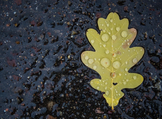 Hojas de roble sobre asfalto mojado Las hojas amarillas secas desdibujan una hoja de roble en una carretera mojada