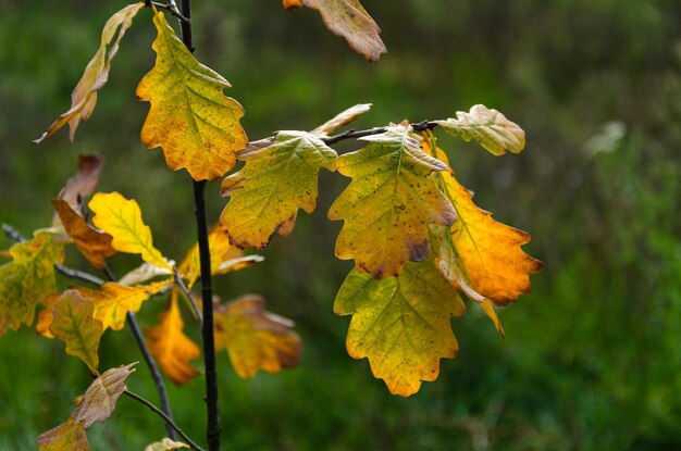 Las hojas del roble son amarillas en otoño.