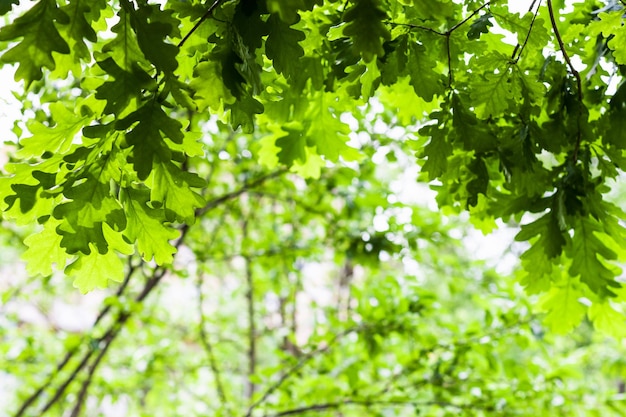 Hojas de roble verde en el bosque en verano