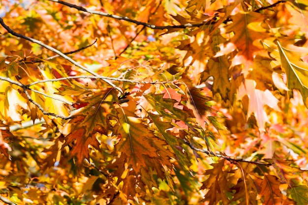 hojas de roble