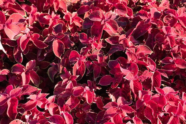 Hojas rojas de agracejo en el fondo de hierba verde pequeños arbustos crecen en el jardín recién plante